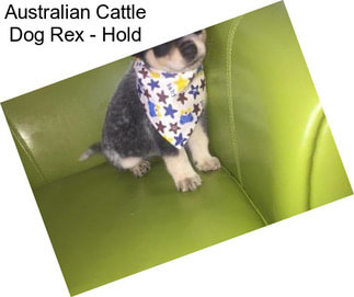 Australian Cattle Dog Rex - Hold