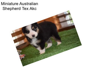 Miniature Australian Shepherd Tex Akc