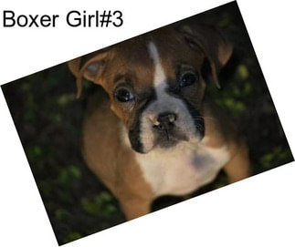 Boxer Girl#3