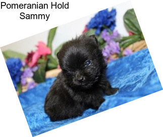 Pomeranian Hold Sammy