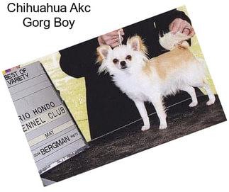 Chihuahua Akc Gorg Boy