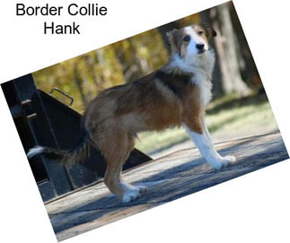 Border Collie Hank