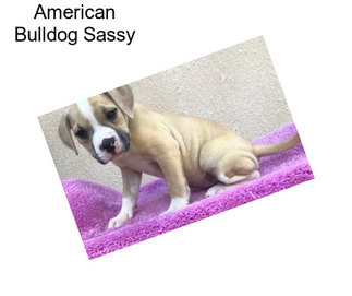 American Bulldog Sassy