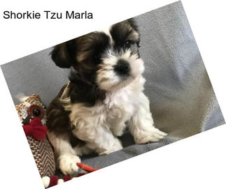 Shorkie Tzu Marla