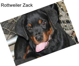 Rottweiler Zack