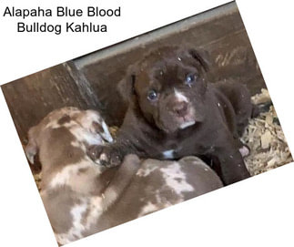 Alapaha Blue Blood Bulldog Kahlua