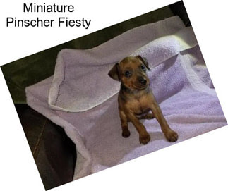 Miniature Pinscher Fiesty