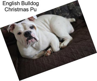 English Bulldog Christmas Pu