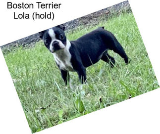 Boston Terrier Lola (hold)