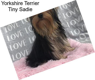 Yorkshire Terrier Tiny Sadie