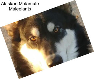 Alaskan Malamute Malegiants
