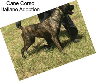 Cane Corso Italiano Adoption