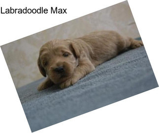 Labradoodle Max