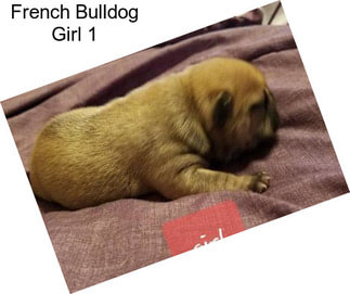 French Bulldog Girl 1
