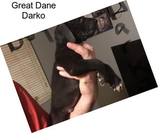 Great Dane Darko