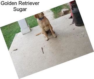 Golden Retriever Sugar