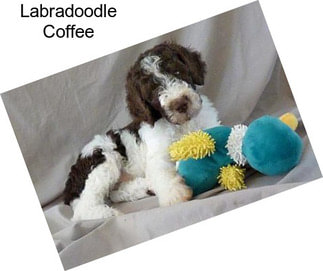 Labradoodle Coffee