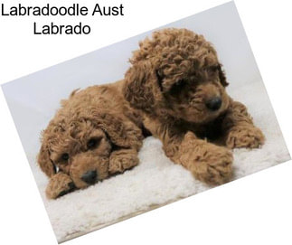 Labradoodle Aust Labrado