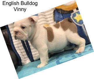 English Bulldog Vinny