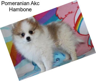 Pomeranian Akc Hambone