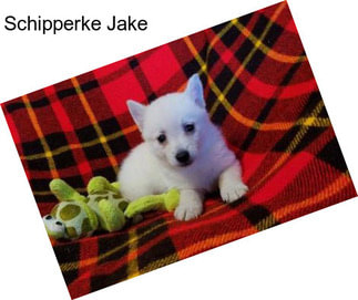 Schipperke Jake