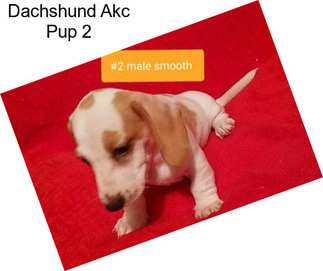 Dachshund Akc Pup 2