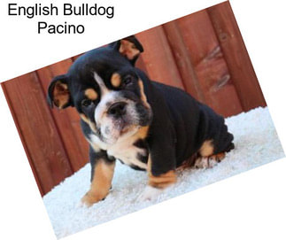 English Bulldog Pacino