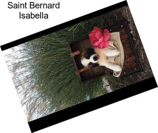 Saint Bernard Isabella