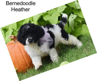 Bernedoodle Heather