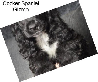 Cocker Spaniel Gizmo