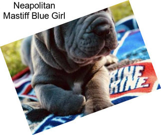 Neapolitan Mastiff Blue Girl