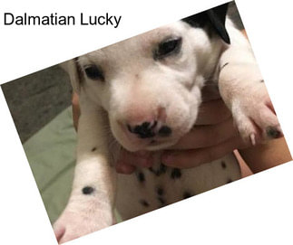 Dalmatian Lucky