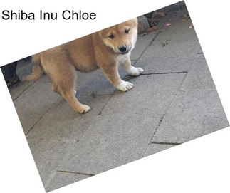 Shiba Inu Chloe