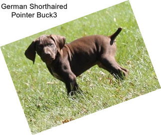 German Shorthaired Pointer Buck3