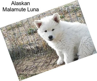 Alaskan Malamute Luna