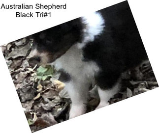 Australian Shepherd Black Tri#1
