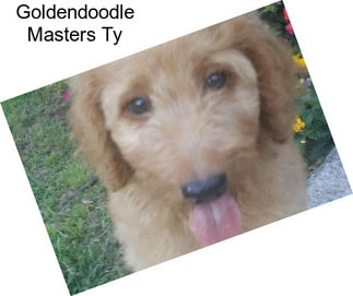 Goldendoodle Masters\