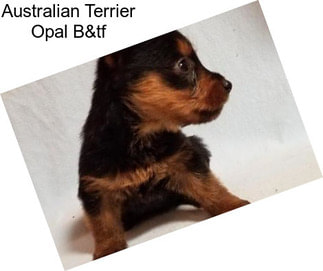 Australian Terrier Opal B&tf