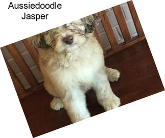 Aussiedoodle Jasper