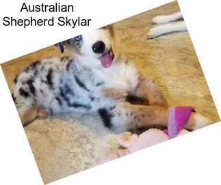 Australian Shepherd Skylar