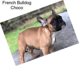 French Bulldog Choco