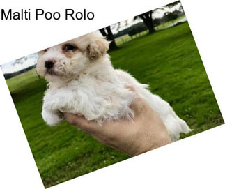 Malti Poo Rolo