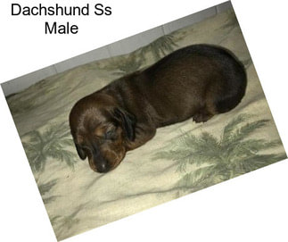 Dachshund Ss Male