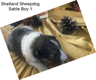 Shetland Sheepdog Sable Boy 1