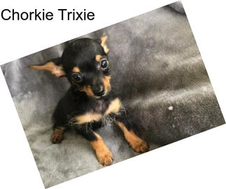 Chorkie Trixie