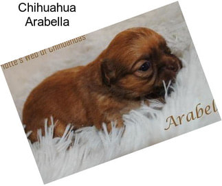 Chihuahua Arabella