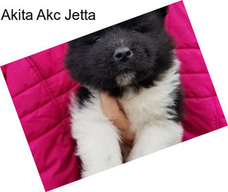 Akita Akc Jetta