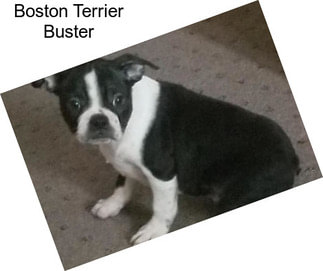 Boston Terrier Buster