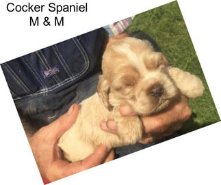 Cocker Spaniel M & M