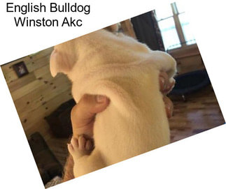 English Bulldog Winston Akc